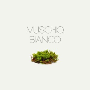 Muschio Bianco 87