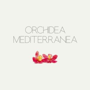 Orchidea Mediterranea