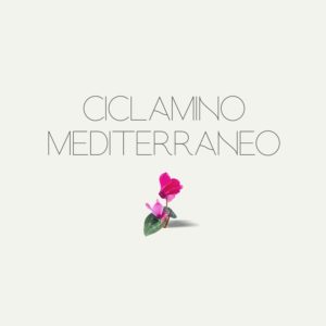 Ciclamino Mediterraneo