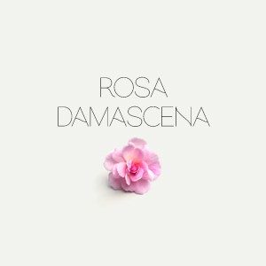 Rosa Damascena